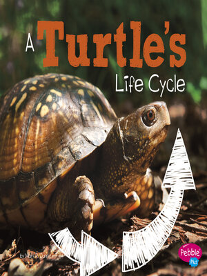 cover image of A Turtle's Life Cycle